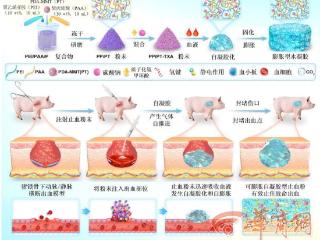 【科学周刊】“自膨胀”止血粉问世！2秒内快速凝胶化 失血量降低98%
