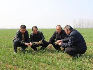 济宁市汶上县苑庄镇：扎实做好春耕备耕和小麦田间管理
