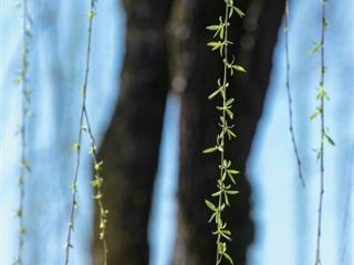 别光顾着赏花，随风起舞的垂柳同样是春日“顶流”