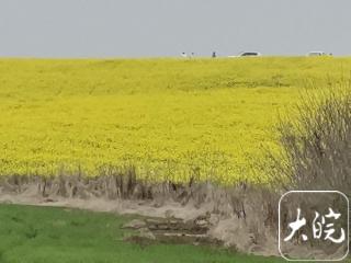 六安城郊闲置收储用地“化身”800亩油菜花海