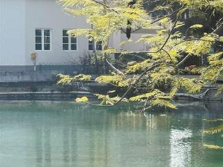 中山公园春来湖水绿如蓝 原来是藻类繁殖形成的“春季限定”