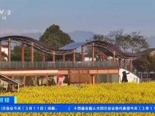 油菜花田里吃火锅 解锁赏花季全新体验