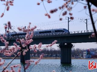 纵览原创 | 滹沱水清、山桃花艳，“开往春天的列车” 解锁春日限定版浪漫，滹沱河生态艺术岛春日赏花季3月15日开幕