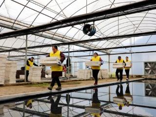 湖北宣恩：育苗工场里的“春日接力”