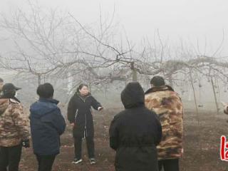 专家深入金沙河佛照山绿色果品基地开展早春病虫害防控技术培训