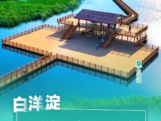 海报｜绿色雄安，生机盎然