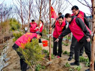 植水杉绿韵 筑志愿新风
