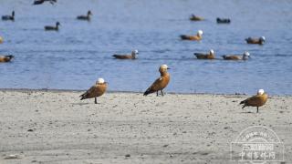 吉镜头｜春江水暖 长春北湖湿地迎来大批越冬水鸟
