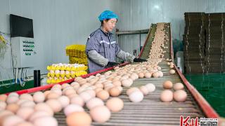 小鸡蛋“孵出”大产业