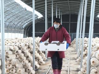 固安：春日大棚采收忙 小平菇撑开“致富伞”