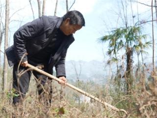 湖北建始：义务植树添新绿 同心共护好家园