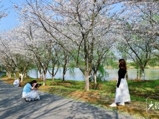 本地市民为何不免票了？ 池州杏花村：因办活动，4月6日后恢复免票