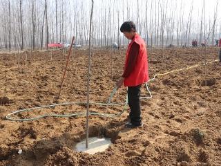 临沭县玉山镇：民间林长添新绿 植树造林美家园