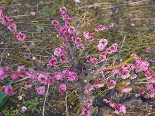 临沭县大兴镇：梅花开 修剪忙