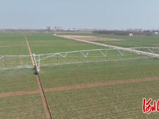 石家庄市鹿泉区：科技赋能小麦春管 筑牢夏粮稳产增收根基