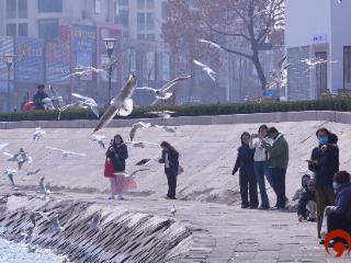来日照邂逅海鸥，定格春日美好