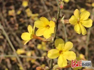 赏花去哪儿？这份石家庄赏花地图快收藏！