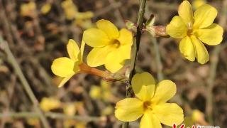 赏花去哪儿？这份石家庄赏花地图快收藏！