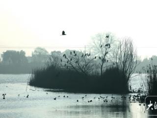 淮南蔡城塘：候鸟北迁后，此地余清宁（组图）