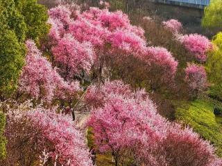 高铁穿越梅花林 春日美景打卡忙