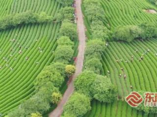 漳平台创园开春忙 两岸茶农共耕“一片田”