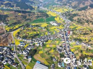 桐梓：12.5万亩油菜搭乘科技“飞防”快车