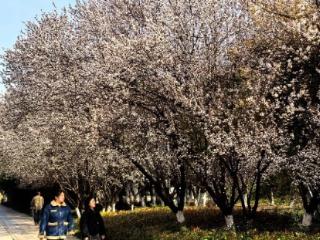 淮南：三月花开香满径 城乡无处不春光（组图）