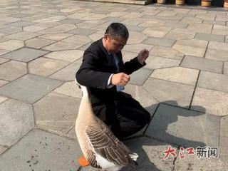 会和人“对话”，八大山人纪念馆的鹅火了