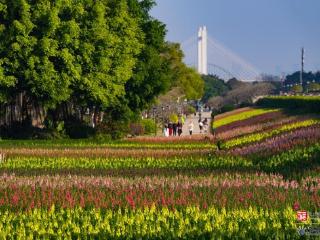 美翻了！花海公园8000㎡金鱼草花田进入盛花期