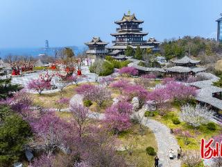 春到磁州 梅绽水墨