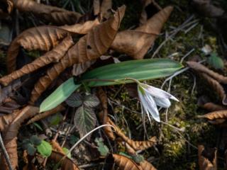 盛开在皖浙交界处的“早春信使”——皖浙老鸦瓣正值盛花期