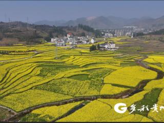 播州：科技赋能春管 无人机“飞防”助丰收