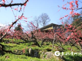 绥阳县团山村：桃花灼灼映漫山 管护耕耘盼丰年