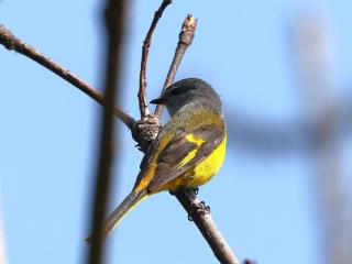 “黄辣椒”惊现巢湖！灰喉山椒鸟被观鸟赛“抓拍”正着