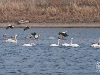 吉镜头｜白天鹅组团“打卡”长春伊通河