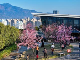 春日限定！福州金鸡山公园新品种樱花惊艳绽放
