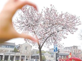 网红“爱心”玉兰又到盛花期 听说以后要和大家告别了？