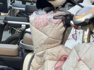 一喜鹊北京街头“偷”电动车挡风被填充物 网友：“回家后小喜鹊被聚酯纤维电麻了”