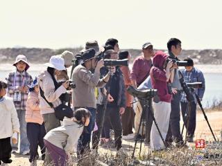 太壮观！福州兴化湾上演春日“鸟浪”