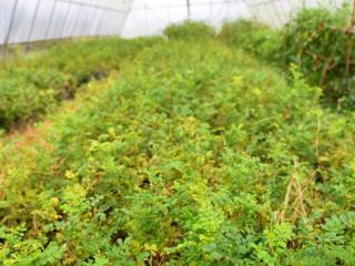 邮储银行盘州市支行1100万元助力刺梨产业振兴