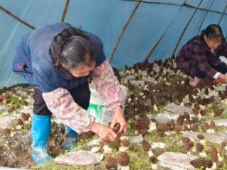 上饶市金钟山村：党建引领聚合力 小菌菇撑起致富伞