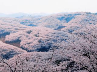 西秀区黄腊乡：万亩樱花绽放“美丽经济”