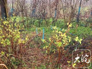 后续报道|六安这处垃圾已清理完毕