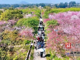 走，去连江赴一场晚樱之约