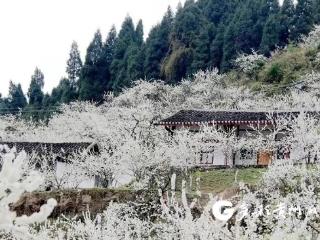 汇川区：法治课堂搬进脆李花海