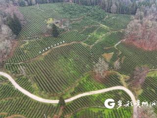 务川：春茶开采满坡绿 一叶飘香富农家