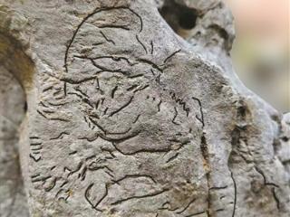 浙二医院的太湖石