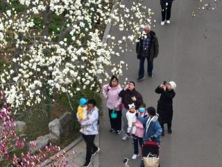 春游花朝·2026济南花朝荟，百花公园开启春日盛宴！