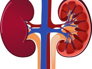 肾小球疾病早干预：IgA肾病首选靶向治疗耐赋康