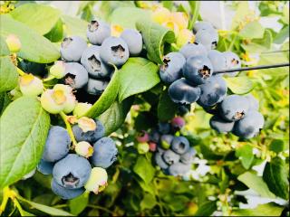 “寿光经验”落地乌兰浩特：蓝莓丰收映照科技兴农富民图景